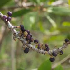 Image result for Rapanea melanophloeos