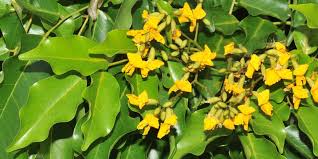 Image result for Pterocarpus indicus