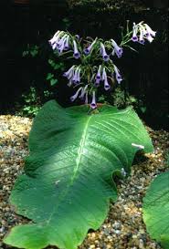 Image result for Streptocarpus eylesii × michelmorei