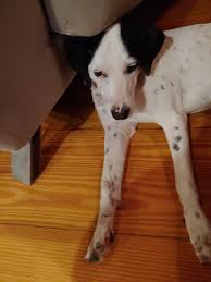 Maybe you would like to learn more about one of these? Animal Adoption Rescue Foundation Home Facebook