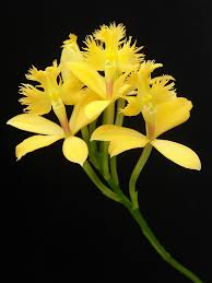 Image result for Epidendrum