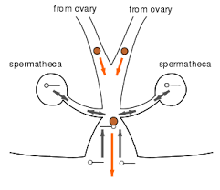 Spider Wikipedia