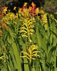 Image result for Maranthes floribunda