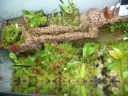 I Describe My New Terrarium Made By An Old Aquarium In My Photos Album Http X2f X2f Www Cpukforum Com X2f Forum X2f Carnivorous Plants Plants Uk Plants