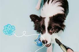 Your house is full of possible diy dog toys, you just need to know how to put them together. How To Diy Easy And Safe Puppy Toys At Home Onemind Dogs