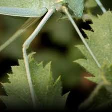 Image result for Emilia pseudactis