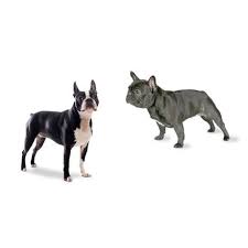 Black And White Boston Terrier Pictures Boston Terriers Vs French Bulldogs What Is The Difference Boston Terrier Dog Boston Terrier Pitbull Terrier