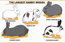 Recognized by the american rabbit breeders association (arba) in 1979. How Big Do Rabbits Get Smallest And Largest Breeds