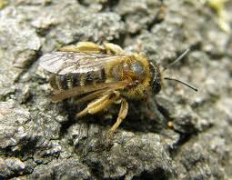 Image result for Bertiera angusiana