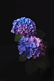 Hydrangea Flowers Photography Hydrangea Wallpaper Beautiful Flowers