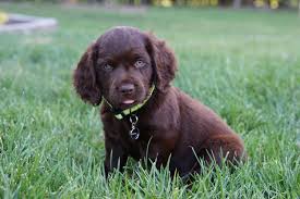 History, breeding, available puppies, see other dogs with pictures in this area, see buddys' other puppies, see boykins from tawney and buddy's previous litters. Testimonials Boykin Spaniels And Other Gun Dogs Available For Sale