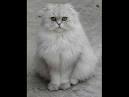Scottish Fold Longhair Breed - Welcome to TICA