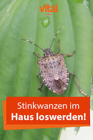 Alles, was man dazu braucht, hat man in der regel schon daheim. Stinkwanzen Loswerden Wanze Tipps Kakerlaken Bekampfen