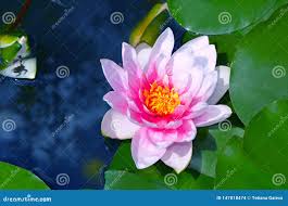 1,589 Background Frog Lily Pond Stock Photos - Free & Royalty-Free Stock  Photos from Dreamstime - Page 12