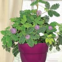 Jual Tanaman Herbal Putri Malu Segar 300gram Kab Bogor Ross Taman Tokopedia