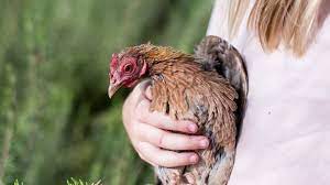 We did not find results for: World Cup Bans Nigeria S Live Good Luck Chickens From Football Stadium