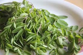Image result for Moringa