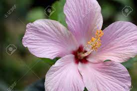 The five hairy red spots on the top of the flower is the stigma (female part) of the flower. Closeup Of Purple Hibiscus Flower Revealing Male And Female Reproductive Stock Photo Picture And Royalty Free Image Image 106926234