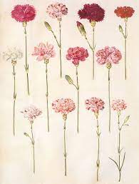 Pin By Kelsey Nokes On Fleurs Carnation Tattoo Carnation Flower Tattoo Botanical Prints