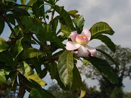 Image result for Brazzeia