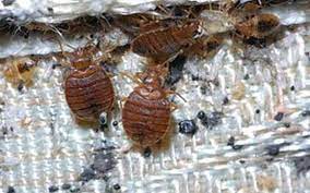 If you do find yourself with a bed bug problem, give certified pest control a call. Bed Bug Extermination Heat Chemical Options By Black Diamond Pest Control Nashville In Goodlettsville Tn Alignable