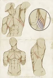 How to draw a human torso. Male Chest Anatomy Drawing