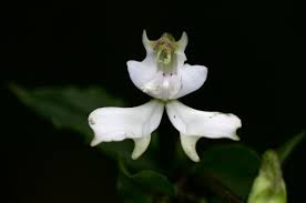 Image result for Disperis virginalis