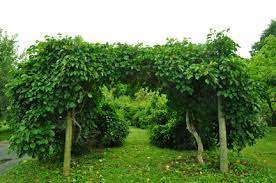 Check spelling or type a new query. Kiwis Hardy Edible Landscaping