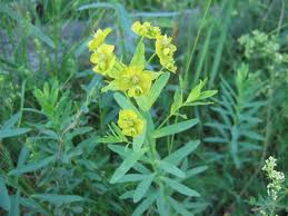 Image result for Euphorbia schimperiana