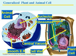 We did not find results for: A Tour Of The Cell Structure And Function