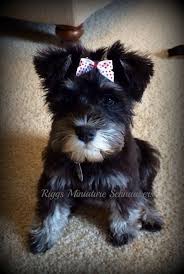 Black And Silver Miniature Schnauzer For Sale Puppies Riggs Miniature Schnauzers Schnauzer Puppy Miniature Schnauzer Puppies Miniature Schnauzer
