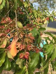 Image result for Combretum kraussii