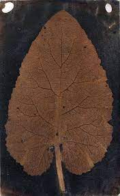 Leaf Thomas Wedgwood Around 1800 Old Images Handmade Photography History Of Photography