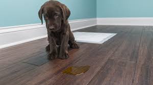 What is the best way to potty train your dog? 10 Things Dog Parents Should Know About Potty Training Dogtime