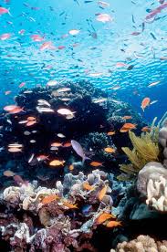 Check spelling or type a new query. Great Barrier Reef Bleaching Leaves Coral Dead Zero Chance Of Recovery Nature News Express Co Uk