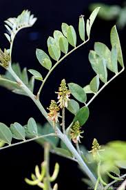 Image result for Indigofera drepanocarpa