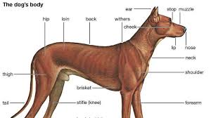Can a chihuahua find its way home. Dog History Domestication Physical Traits Breeds Facts Britannica