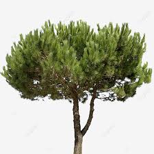 Check spelling or type a new query. Italian Stone Pine Maritime Tree Real Png Italian Stone Pine Pine Tree Pine Png Transparent Clipart Image And Psd File For Free Download