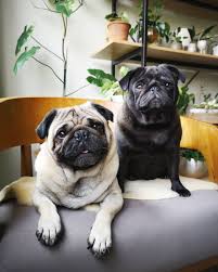 Pug Crazy Com In 2020 Cute Dogs And Puppies Baby Pugs Cute Pugs
