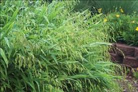 Image result for Chasmopodium