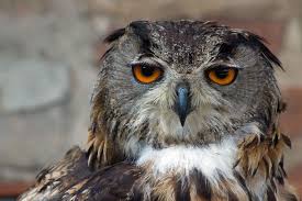 Image result for Bubo