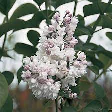 Beauty Of Moscow Lilac Lilac Plant Lilac Flowers Flower Seeds