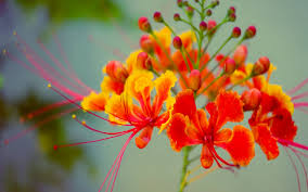 Image result for orange flower