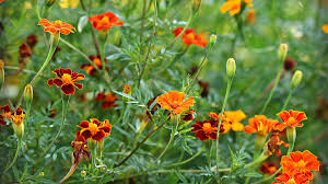Marigold is a perennial flowering health benefits. The Benefits Of Marigold Tagetes In Your Garden Dengarden