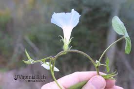Image result for Ipomoea vernalis