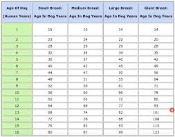 Is A Dog Year Equal To 7 Human Years Business Insider