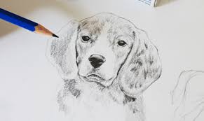 With fine strokes of a sharpened pencil i created the fur around the eye. Drawing Realistic Animals How To Draw A Dog Craftsy