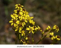 Image result for Gymnosporia maranguensis