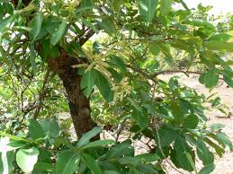 Image result for Terminalia griffithsiana