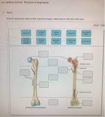 Identify the bone marking term a canal like passageway. Solved Art Labeling Activity Structure Of Long Bones Dra Chegg Com